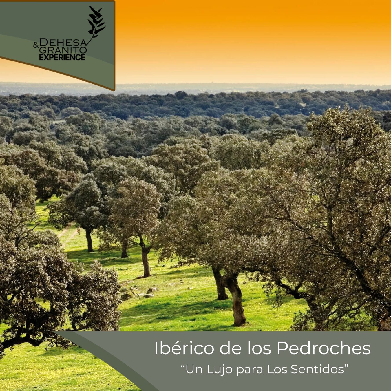 Ruta del ibérico Los Pedroches "Un Lujo para los Sentidos"